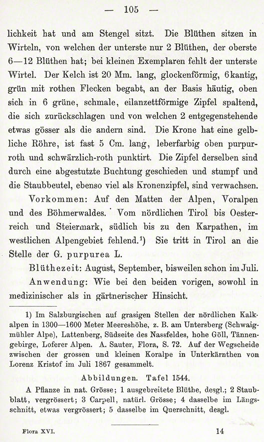 Pannonischer Enzian